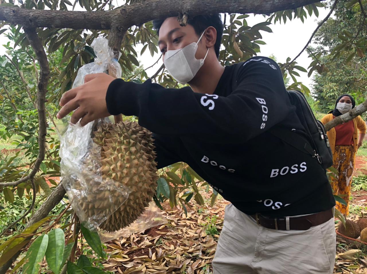 SIAP PANEN : Durian Musanking siap di panen di area perkebunan durian di Desa Kebonagung.  (Istimewa/Radar Gresik)