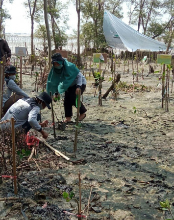 SEKOLAH PANTAI: Para siswa diajak merawat mangrove yang ada di pesisir Pantai Banyuurip.
