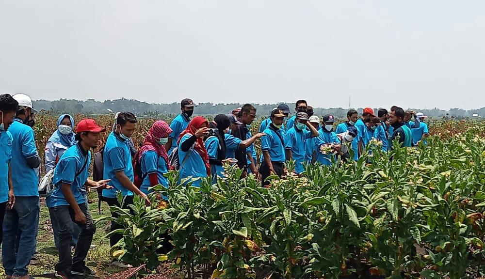 PANEN TEMBAKAU : Petani tembakau yang panen raya di Desa Mojoroto Balongpanggang Gresik bersama Bupati Gresik Fandy Akhmad Yani beberapa waktu lalu.  (Dok/Radar Gresik)