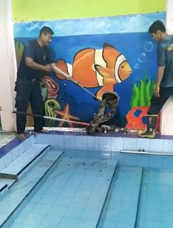 DIEVAKUASI: Anggota Damkar Gresik menjebol tembok untuk mengevakuasi ular di Kolam Renang sekolah TK Al - Ibro, Kecamatan Kota Gresik. (Yudhi/Radar Gresik)