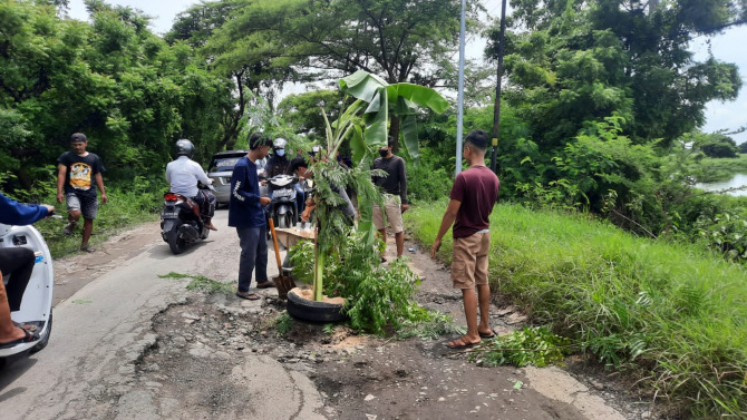 PROTES : Warga protes jalan rusak dengan tanami pohon pisang di sepanjang Desa Betoyo hingga Desa Sumberejo, Kecamatan Manyar. (Yudhi/Radar Gresik)