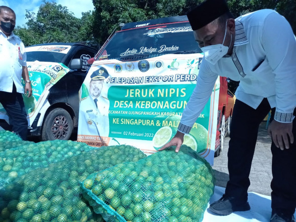 EKSPOR: Bupati Gresik Fandi Akhmad Yani pantau ekspor jeruk nipis Kebonagung Kecamatan Ujung Pangkah ke Negara Malaysia dan Singapura. (YUDHI/RADAR GRESIK)
