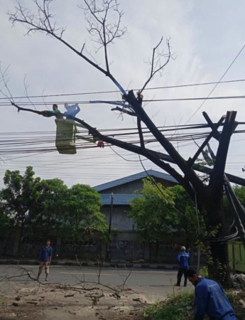 PEMANGKASAN : Tim DLH Gresik sudah melakukan pemangkasan ranting pohon yang ada di wilayah kota. (Dok/Radar Gresik)