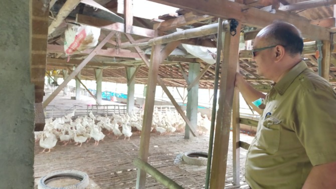 DIPANTAU: Kabid Peternakan dan Kesehatan Hewan Ardi Setyarto memantau perkembangan bantuan ternak di Dusun Kaliombo, kemarin. (Fajar/Radar Gresik)