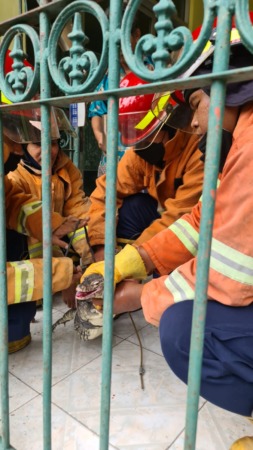 KAGETKAN WARGA: Petugas Damkar saat mengevakuasi biawak yang memasuki rumah warga GKB, kemarin.