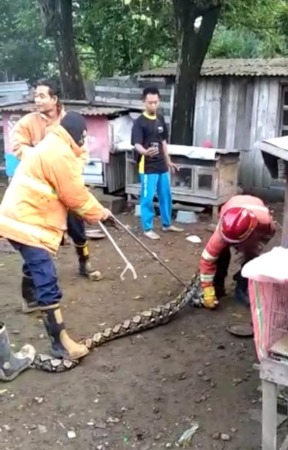 RESPONSIF : Petugas Damkarla Gresik bergerak cepat mengevakuasi ular yang menyantap unggas warga. (Firman/Radar Gresik)