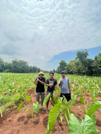 INOVATIF: Tiga pemuda asal Desa Wotan ini mengembangkan tanaman talas yang diminati pasar luar negeri. (ISTIMEWA/RADAR GRESIK)