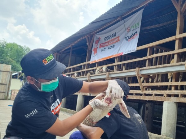 Lembaga Amil Zakat Nasional Baitul Maal Hidayatullah (BMH) memastikan hewan qurban untuk persediaan pada Hari Raya Idul Adha 1443H tidak terpapar wabah penyakit mulut dan kuku (PMK). (Ist./Radar Gresik)