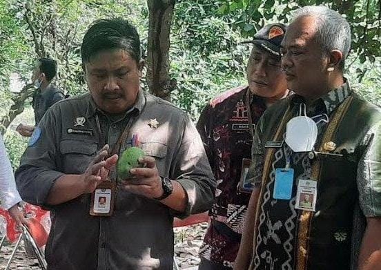 PRODUK UNGGULAN : Dirjen Holtikultura Kementan RI, Prihasto (kiri) mencicipi mangga khas Gresik ditemani Kepala Dinas Pertanian Gresik, Eko Anindito dan Camat Panceng, Arip Wicaksono. (Ist./Radar Gresik)