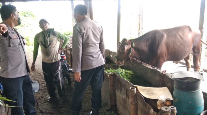 PENGECEKAN: Anggota Polsek Driyorejo melakukan pengecekan hewan ternak sapi di salah satu kandang di wilayah, Kecamatan Driyorejo, kemarin.  (Ist./Radar Gresik)