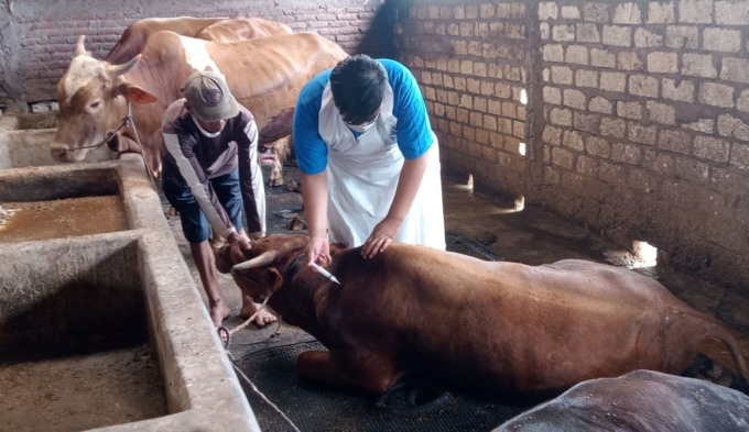 Dinas Pertanian Kabupaten Gresik memprediksi angka penyembelihan hewan kurban di musola dan masjid di Gresik mengalami penurunan. (dok/radar gresik)