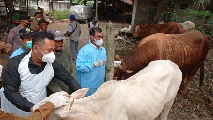 Divaksin : Dinas Pertanian Gresik mempercepat kegiatan vaksinasi ternak di sejumlah kecamatan. (Ist./Radar Gresik)