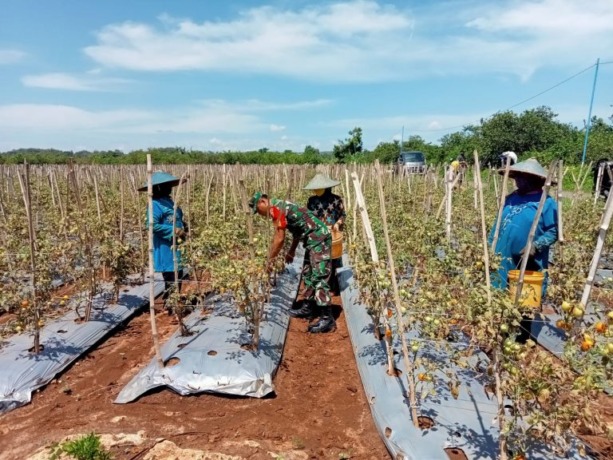 PANEN TOMAT: Babinsa Koramil Ujungpangkah, Koptu Yoyok saat membantu petani di Desa Kebonagung, Kecamatan Ujungpangkah saat memanen buah tomat di Ujungpangkah, Selasa. (Ist/Radar Gresik)