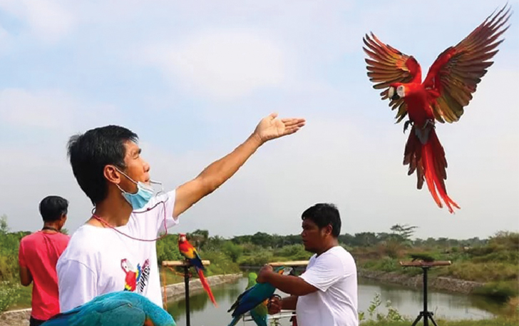 BURUNG CERDAS: Macaw memiliki kemampuan free fly. Perawatan burung ini butuh ketelatenan ekstra.  Namun, kemampuan itu perlu diasah pemiliknya secara telaten.  (ROBERTUS RISKY/JAWA POS)