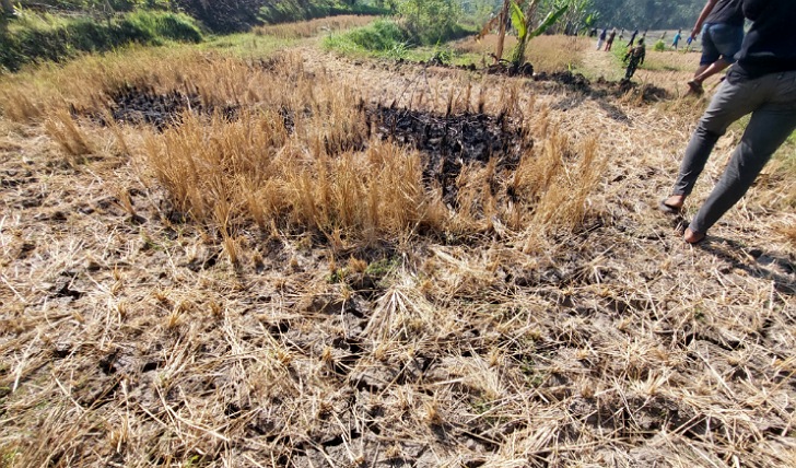 Lahan persawahan di Desa Jatisari, Kecamatan Sambi, Kabupaten Boyolali yang mulai puso. (RAGIL LISTIYO/RADAR SOLO)