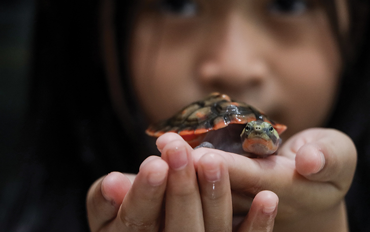NGGAK GALAK: Jelova, siswi kelas IV SD Kalam Kudus memelihara kura-kura dada merah dengan penuh kasih sayang.