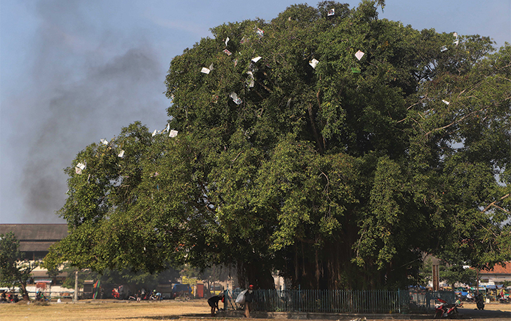 Pohon beringin tua di Alun-alun Kidul berbuah layang-layang. Kondisi ini cukup unik mengingat, layang-layang yang ada di pohon beringin yang menjadi ikon Keraton Kasunanan tak kunjung dibersihkan.