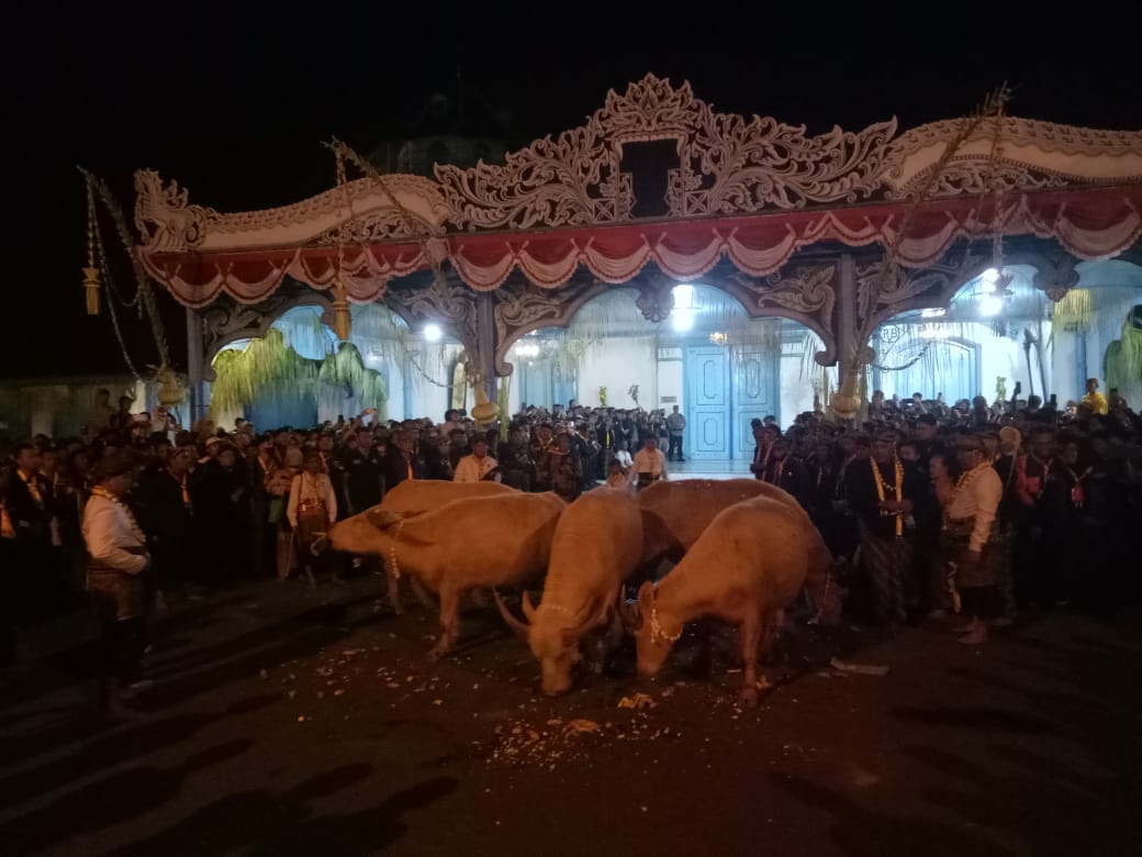 Kebo bule diberi makan ubi jalar sebelum dikirab bersama 13 pusaka Keraton Kasunanan Surakarta, Kamis (20/7/2023) dini hari. (SILVESTER KURNIAWAN/RADAR SOLO)