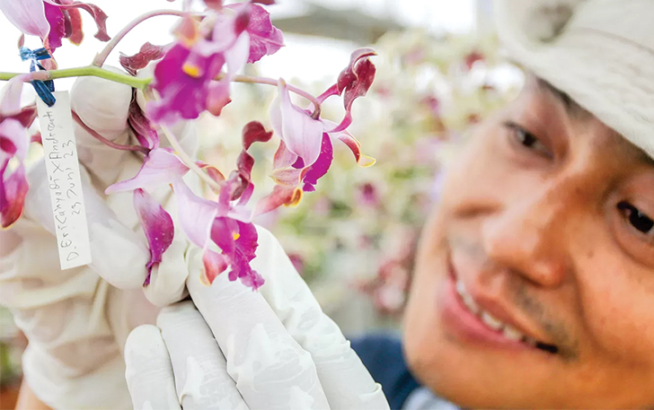 SUKSES PENYILANGAN: Antok menunjukkan anggrek hasil persilangan Dendrobium Eri Cahyadi dengan Dendrobium Adrianti Purwanto.