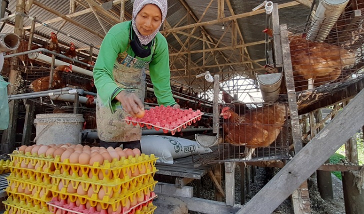 Peternak ayam petelur di Boyolali berharap harga telur tak di bawah Rp 27 ribu per kilogram karena biaya produksi mahal. (RAGIL LISTIYO/RADAR SOLO)