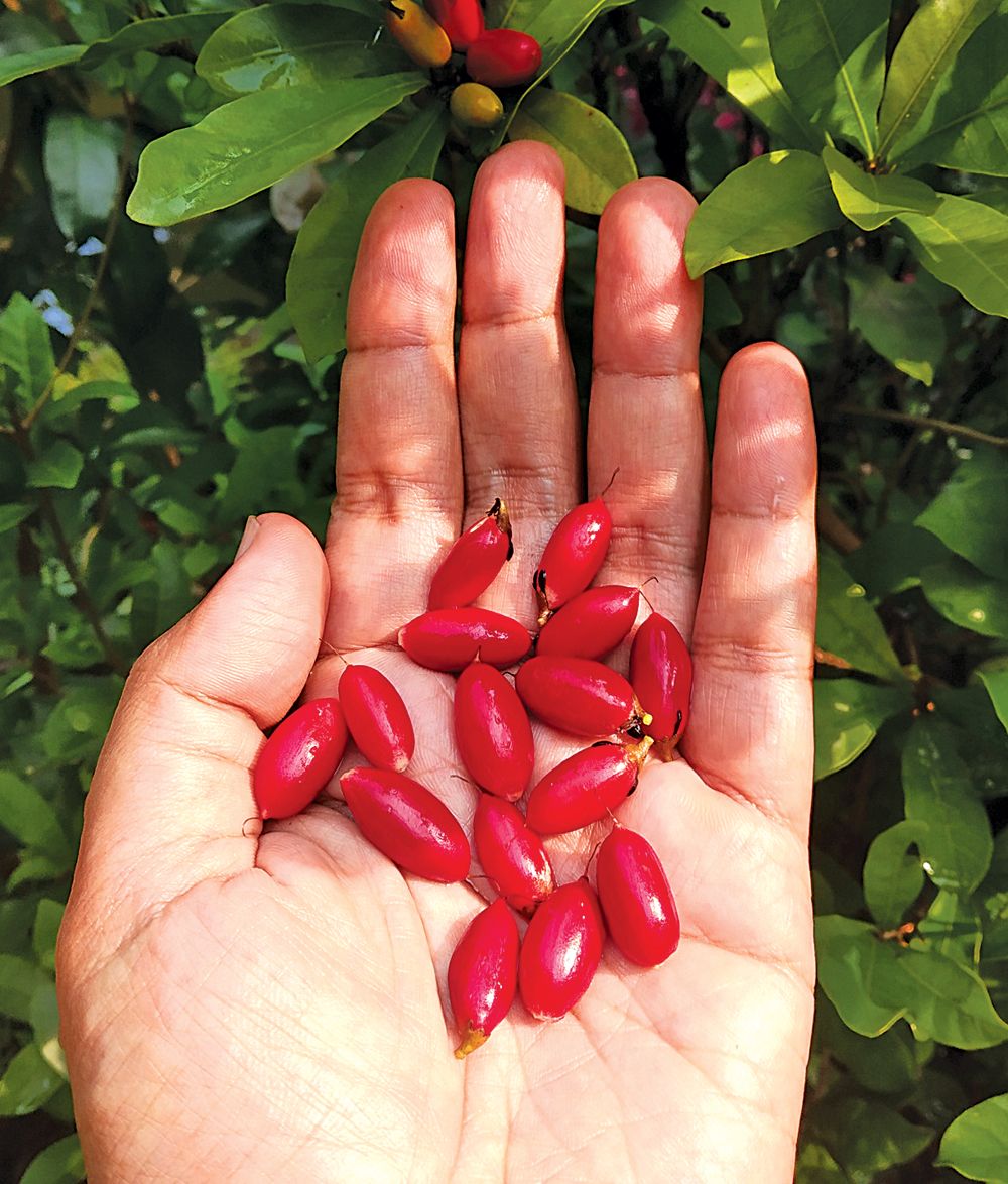 BERMANFAAT: Buah miracle berry yang sudah matang dan siap dipanen.
