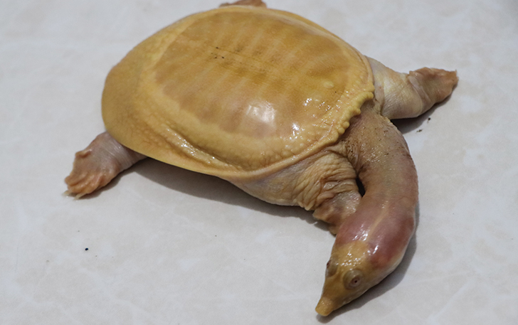 DITAWAR MAHAL: Labi-labi albino koleksi Ricky Setiawan, warga Gentan, Baki, Sukoharjo.
