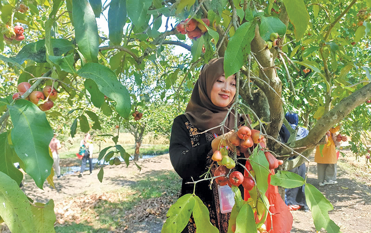 LAYAK DIKEMBANGKAN: Warga Desa Pranan, Kecamatan Polokarto memanen jambu air lokal.