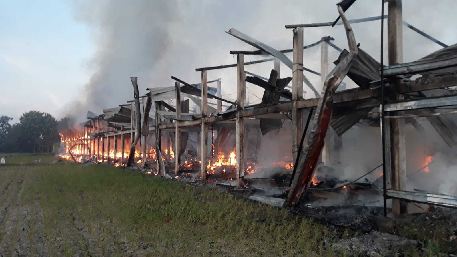 Kebakaran kandang ayam terjadi di Dusun /Desa Kadireso Rt 15 Rw 02, Teras Boyolali, Selasa (1/8) pagi. Sebanyak 20 ribu ayam day of chicken (DOC) mati terpanggang.
