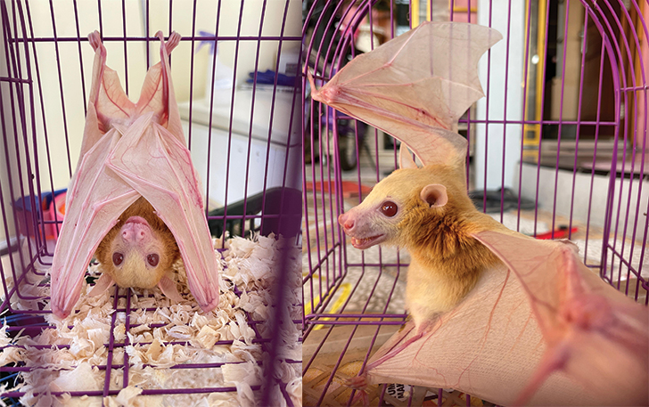 LANGKA: Codot albino dari Wonosobo yang disangka siluman oleh warga setempat.