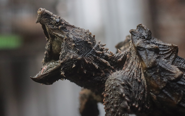 GARANG:  Alligator snapping turtle memiliki bentuk kepala yang sangar dan rahang kukuh.