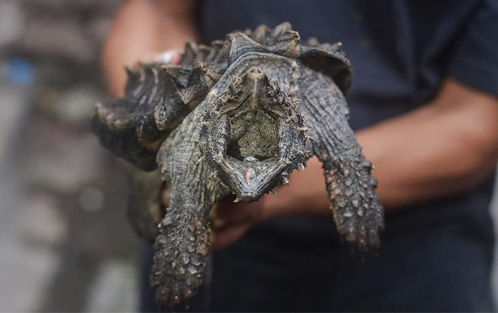 GIGITAN KUAT: Sekali menggigit, alligator snapping turtle tidak akan melepaskan mangsanya hingga tercabik.