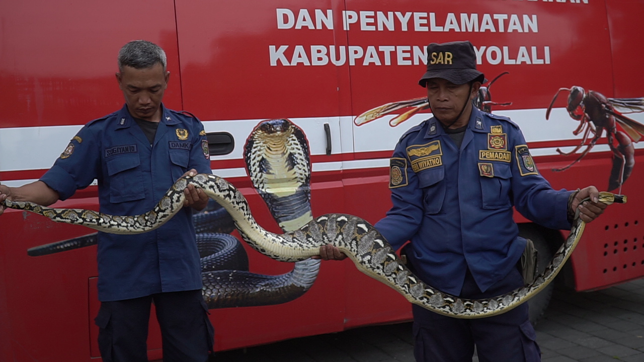 Personel Damkar Satpol PP Boyolali saat mengevakuasi ular belum lama ini. (RAGIL LISTIYO/RADAR SOLO)