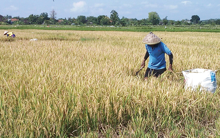 PANEN: Petani di Desa Jembungan, Banyudono tengah memanen tanaman padi di wilayah setempat.