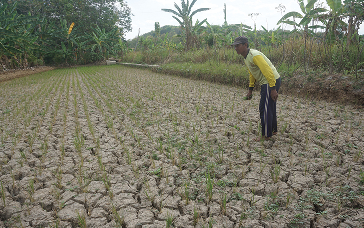 MENGERING: Lahan pertanian di Desa Tawangrejo, Bayat mengering karena tidak dipasok air irigasi, kemarin (10/9).