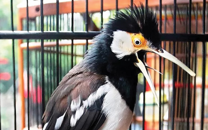 MENTAL BAJA: Jalak suren bukan burung pemalu. Ketika berhadapan dengan orang, jalak malah nggacor.