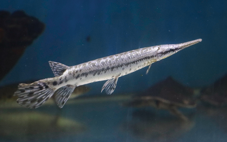 DIGEMARI: Florida gar yang ukurannya lebih kecil dibandingkan aligator gar lainya, ramah dipelihara di lahan terbatas.