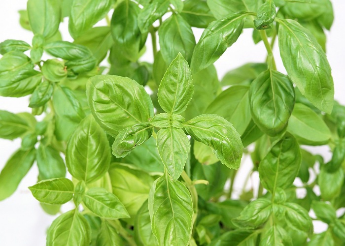 Daun kemangi.