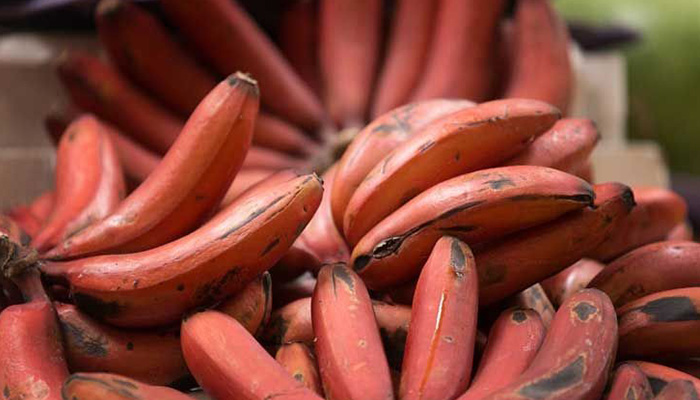 Buah pisang merah mempunyi banyak manfaat untuk kesehatan