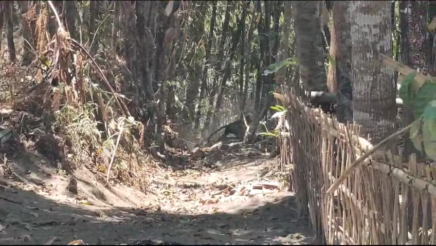 Monyet ekor panjang masuk ke perkebunan warga Dusun Tegalsari, Desa Lampar, Kecamatan Tamansari, Kabupaten Boyolali, Senin (2/10/2023). (RAGIL LISTIYO/RADAR SOLO)