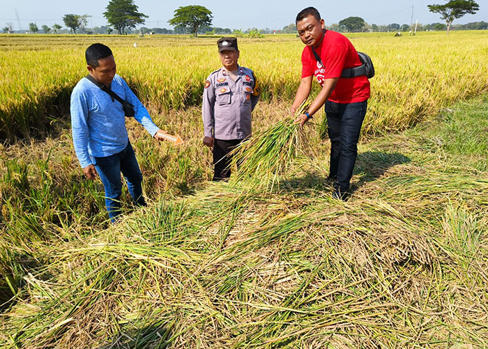 Lokasi pencurian padi di Desa Bedoro, Sambungmacan, Sragen.