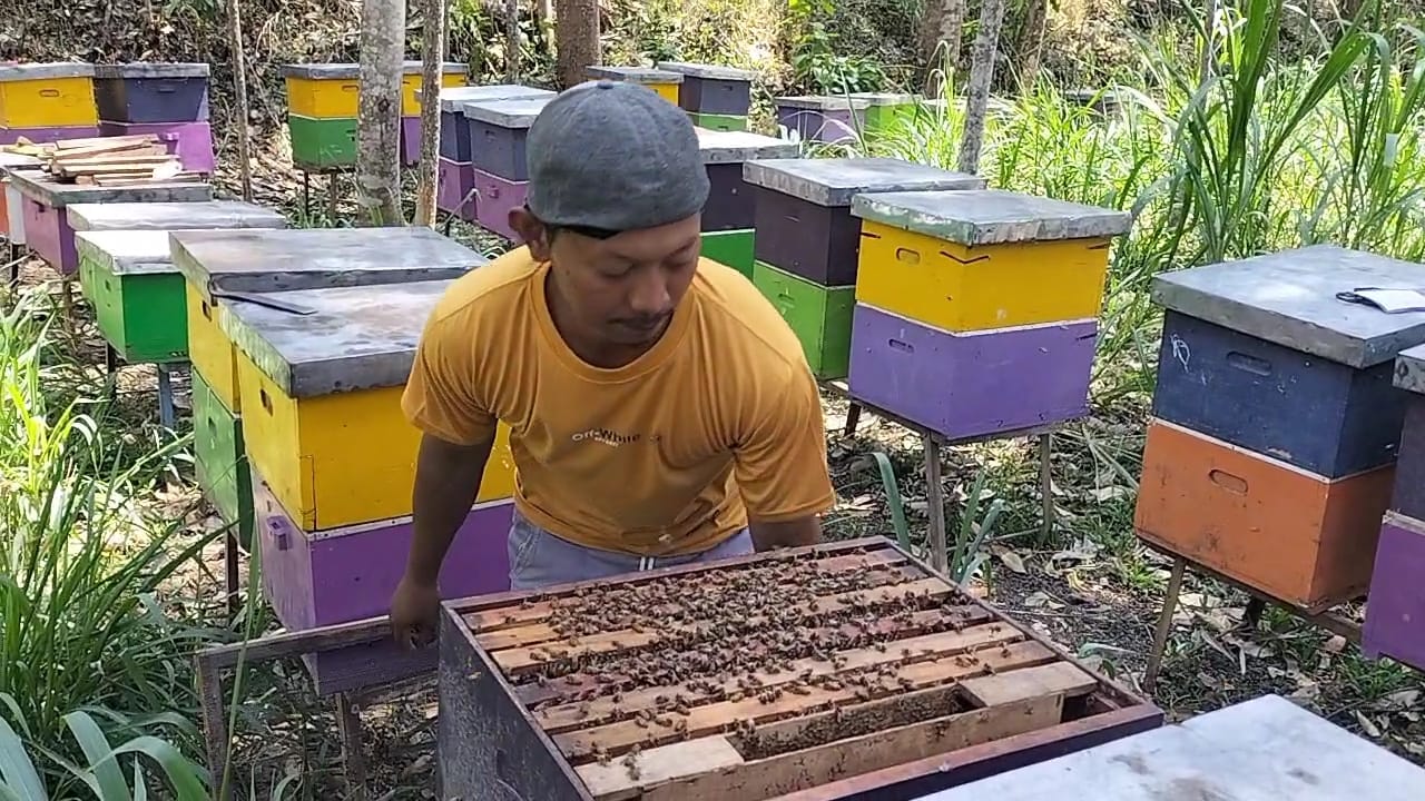 Trisnanto menggembalakan lebah di kebun pohon durian Kecamatan Ampel, Kabupaten Boyolali, Rabu (11/10/2023). (RAGIL LISTIYO/RADAR SOLO)