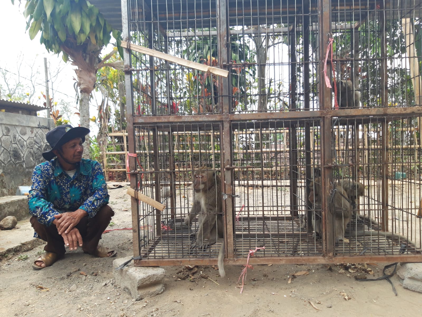 Penyerahan monyet ekor panjang ke BKSDA Wilayah I Jateng untuk dilepasliarkan di Pula Nusakambangan.