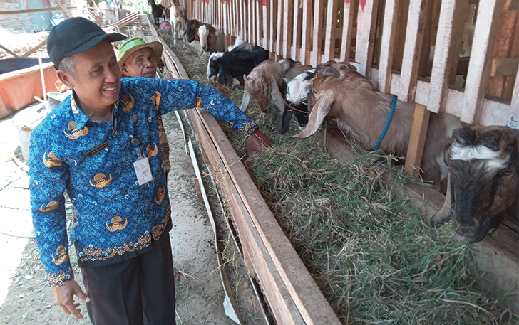 PERTAMA: Kepala Desa (Kades) Pengkol, Kecamatan Nguter Sugiyo memberi pakan ternak di kandang komunal milik Mendo Miri Makmur di Dusun Miri, kemarin (18/10).
