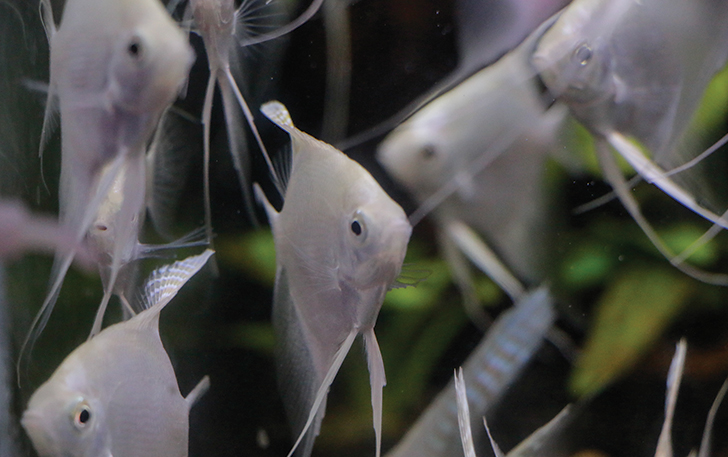 BERKILAU: Manfish platinum mutiara berasal dari Sungai Amazon. Ikan ini banyak dibudidayakan di berbagai negara.