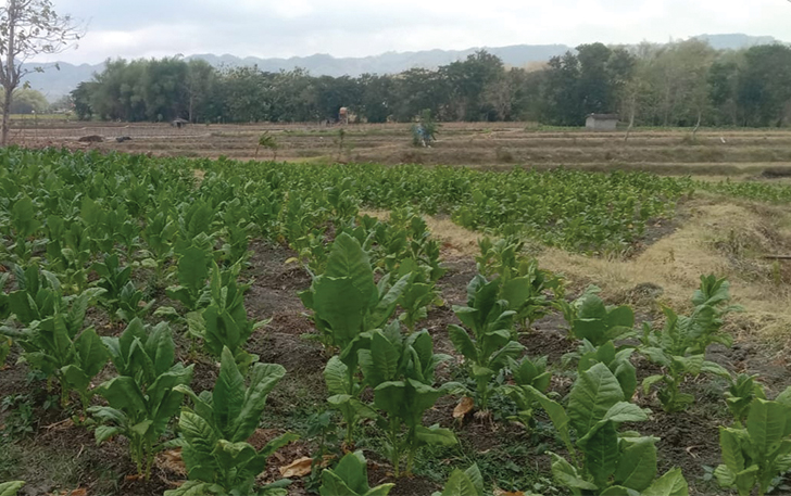 PRODUKSI BAGUS: Lahan tembakau di Kecamatan Eromoko