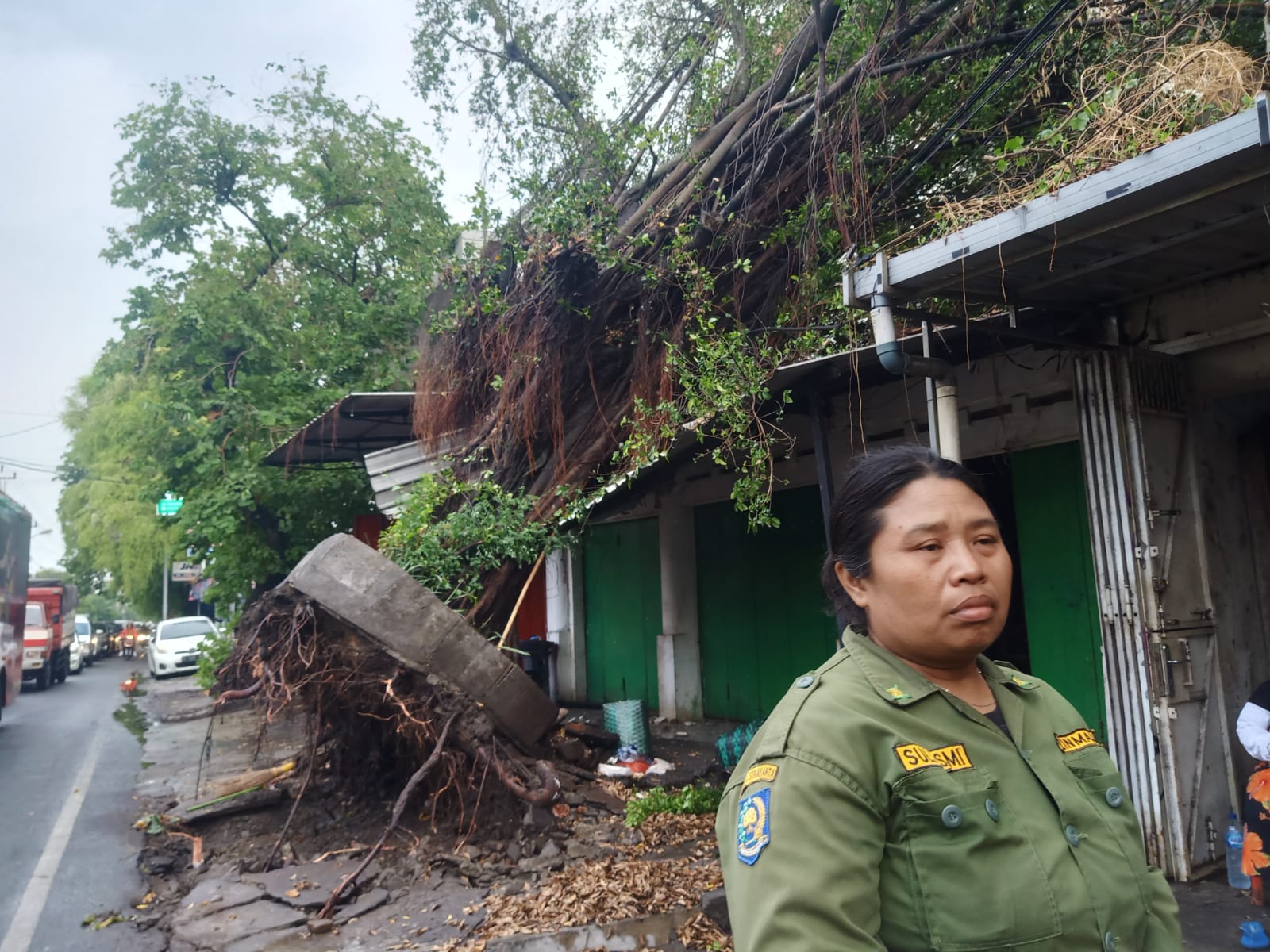 Pohon beringin tumbang menimpa warung di RT 01 RW 01, Kelurahan Timuran, Kecamantan Banjarsari.