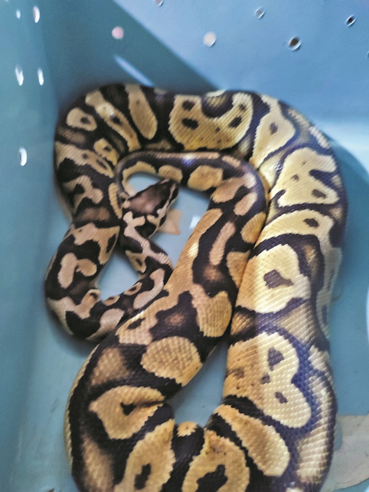 Ball python kadang tiba-tiba bisa mogok makan dan malas gerak. (SILVESTER KURNIAWAN/RADAR SOLO)