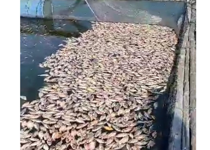 Kondisi ikan yang mati mendadak di Waduk Kedung Ombo.