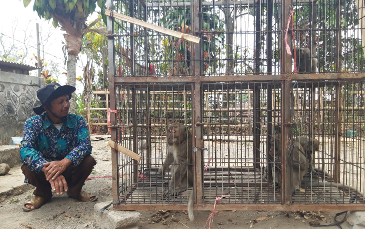 BIKIN RESAH: Warga di Kecamatan Tamansari menangkap monyet ekor panjang.