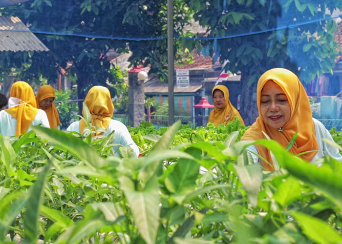 Ibu-ibu Kelompok Tani Wanita (KWT) Srikandi di Mrican, Caturtunggal, Depok merawat tanaman-tanaman mereka.